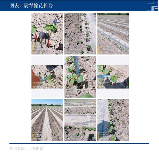 【中粮调研】棉花调研（五）：尉犁、库尔勒